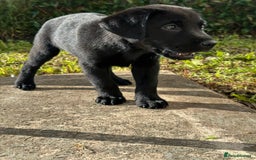 Labrador Retriever dogs for sale: Freddie is looking for his forever home  - Advert 10