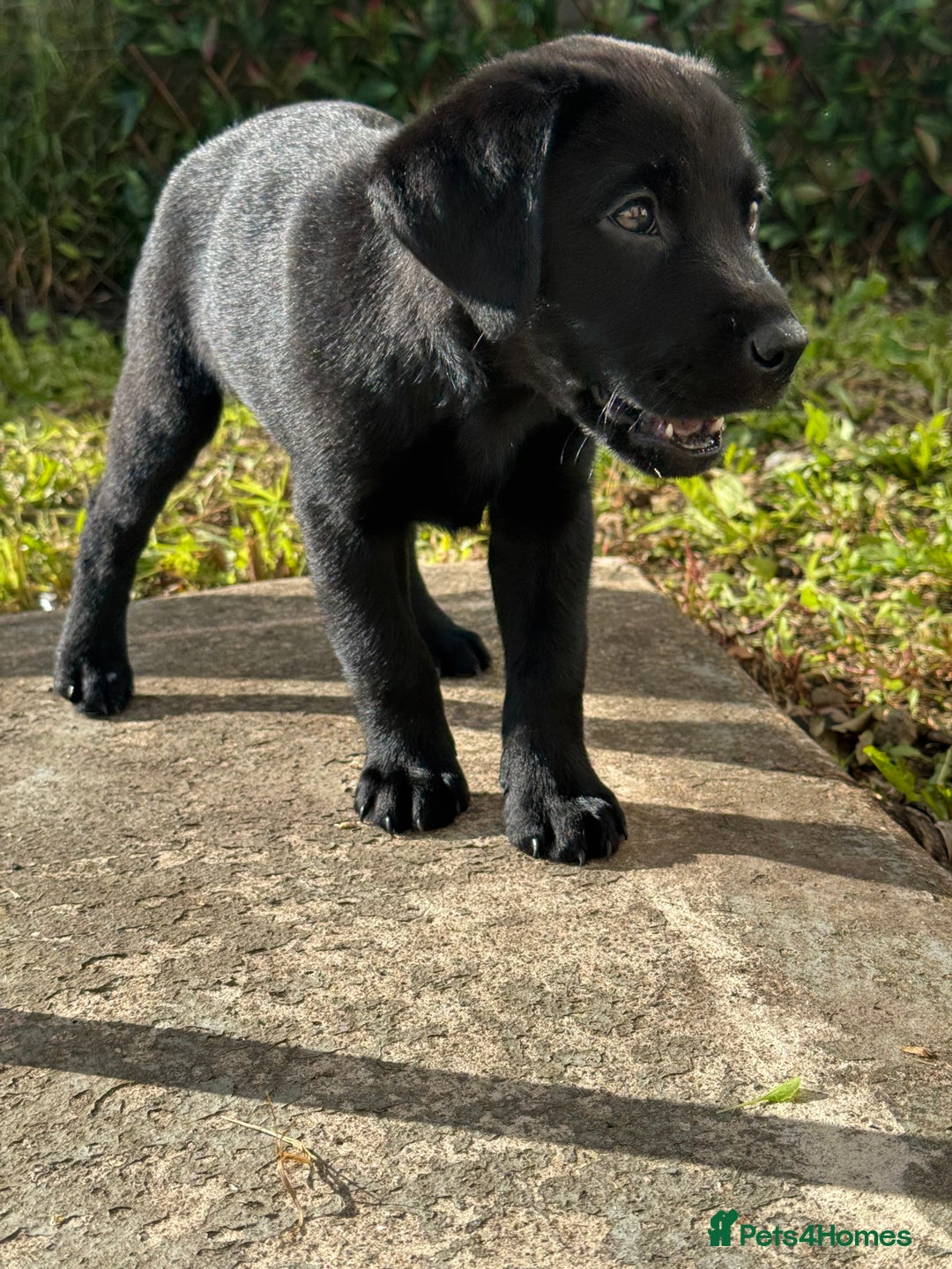 Labrador Retriever dogs for sale: Freddie is looking for his forever home  - Advert 10