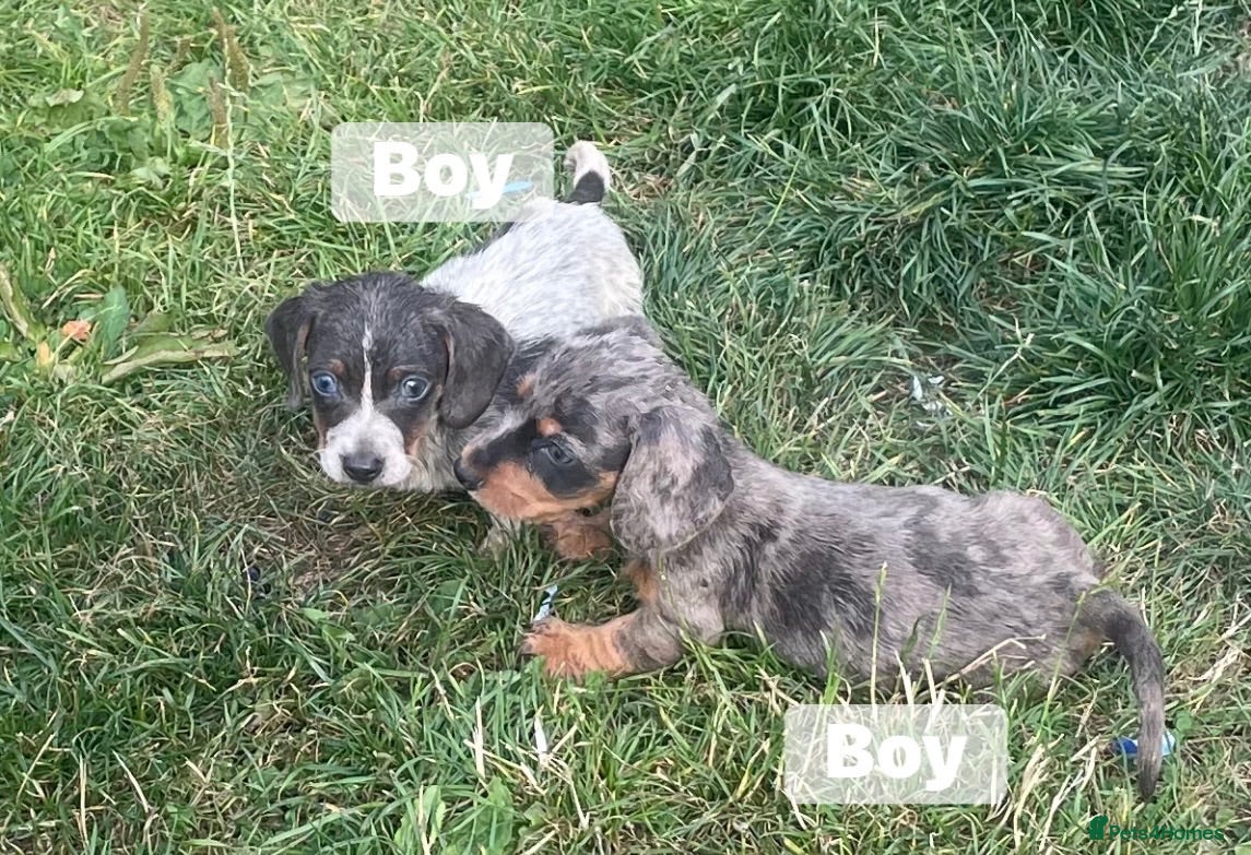 Miniature Dachshund dogs True Miniature dachshund ready now  - Advert 2