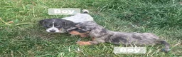Miniature Dachshund dogs for sale: True Miniature dachshund last boy last girl  - Advert 3