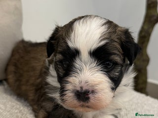 Havanese dogs Adorable Havanese Puppies for sale - Advert 5