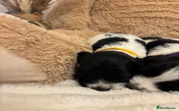 Mixed Breed dogs for sale: Cocker Sproodle Puppies ready 16/12 - Advert 17