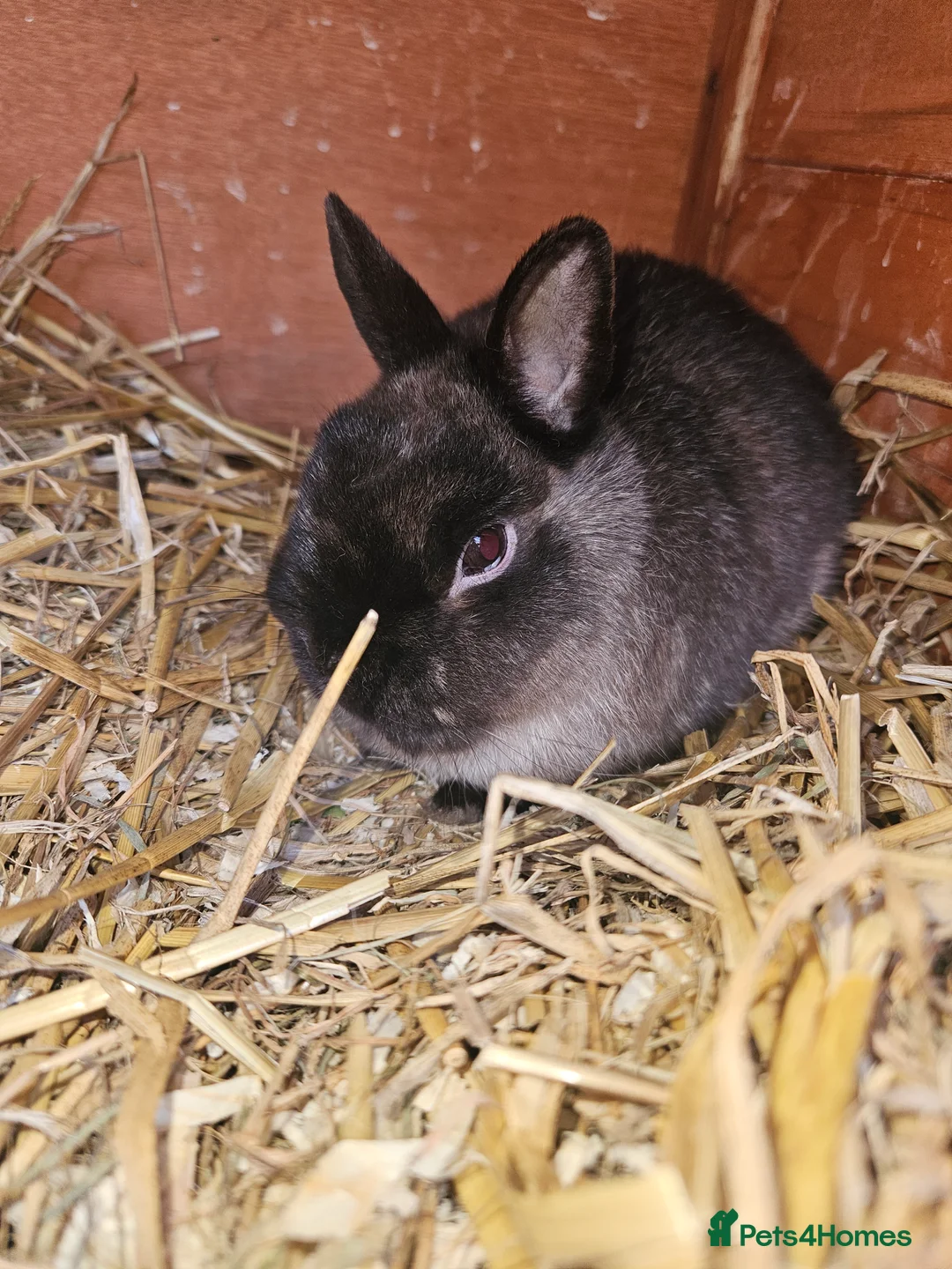 Mixed Breed rabbits for sale: Netherland Dwarf sable buck* last one left** - Advert 11