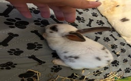 Rex rabbits for sale: Mini Rex  - Image 3