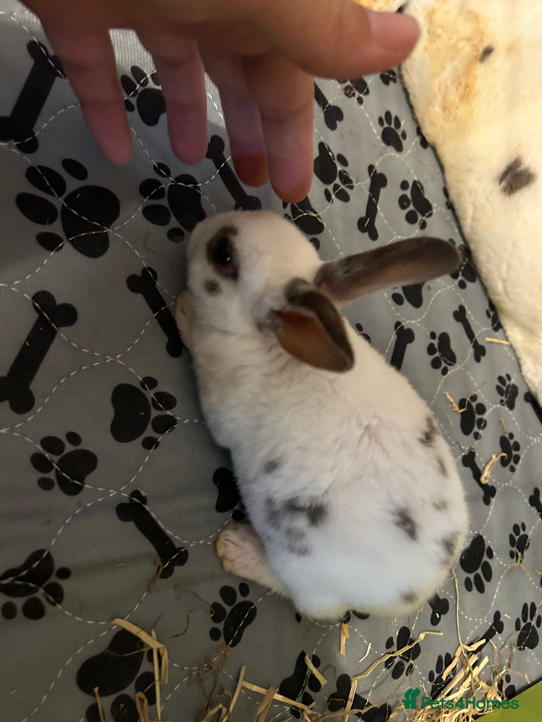 Rex rabbits for sale: Mini Rex  - Image 3