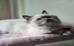 Ragdoll cats for sale: 6 Perfect Affectionate, Ready2Go Pedigree Kittens! - Advert 10