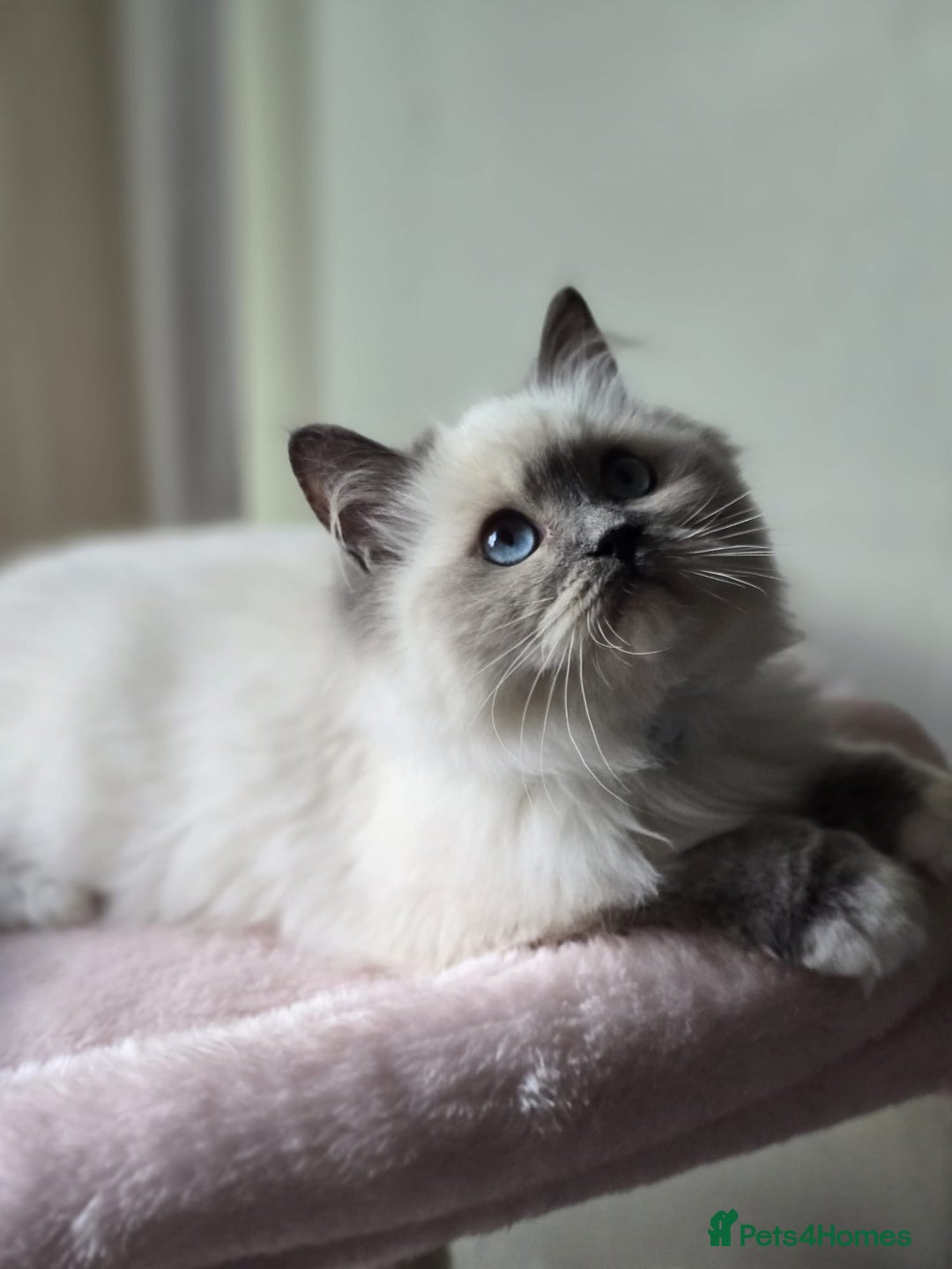 Ragdoll cats for sale: 6 Perfect Affectionate, Ready2Go Pedigree Kittens! - Advert 10