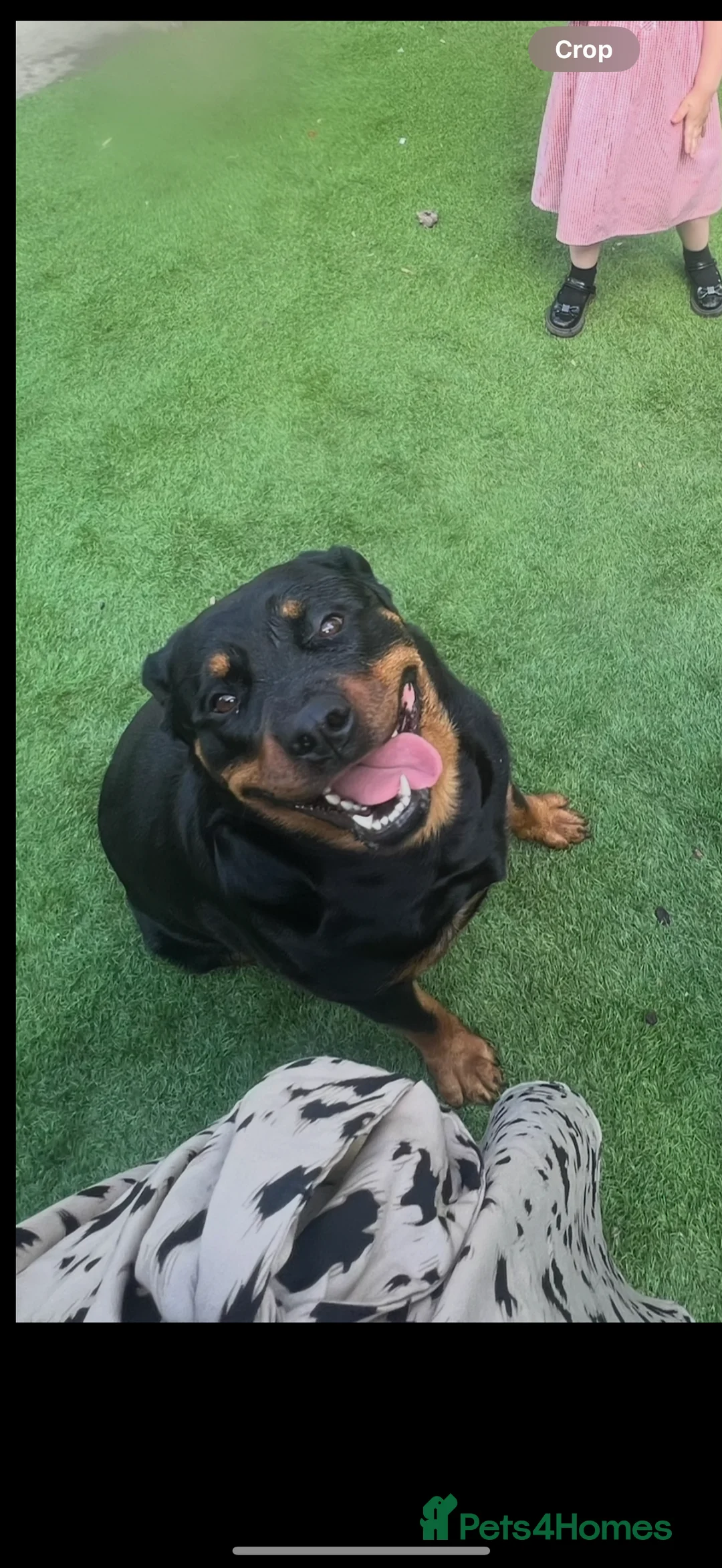 Rottweiler dogs for sale: 2 1/2year old Rottweiler female  - Advert 4