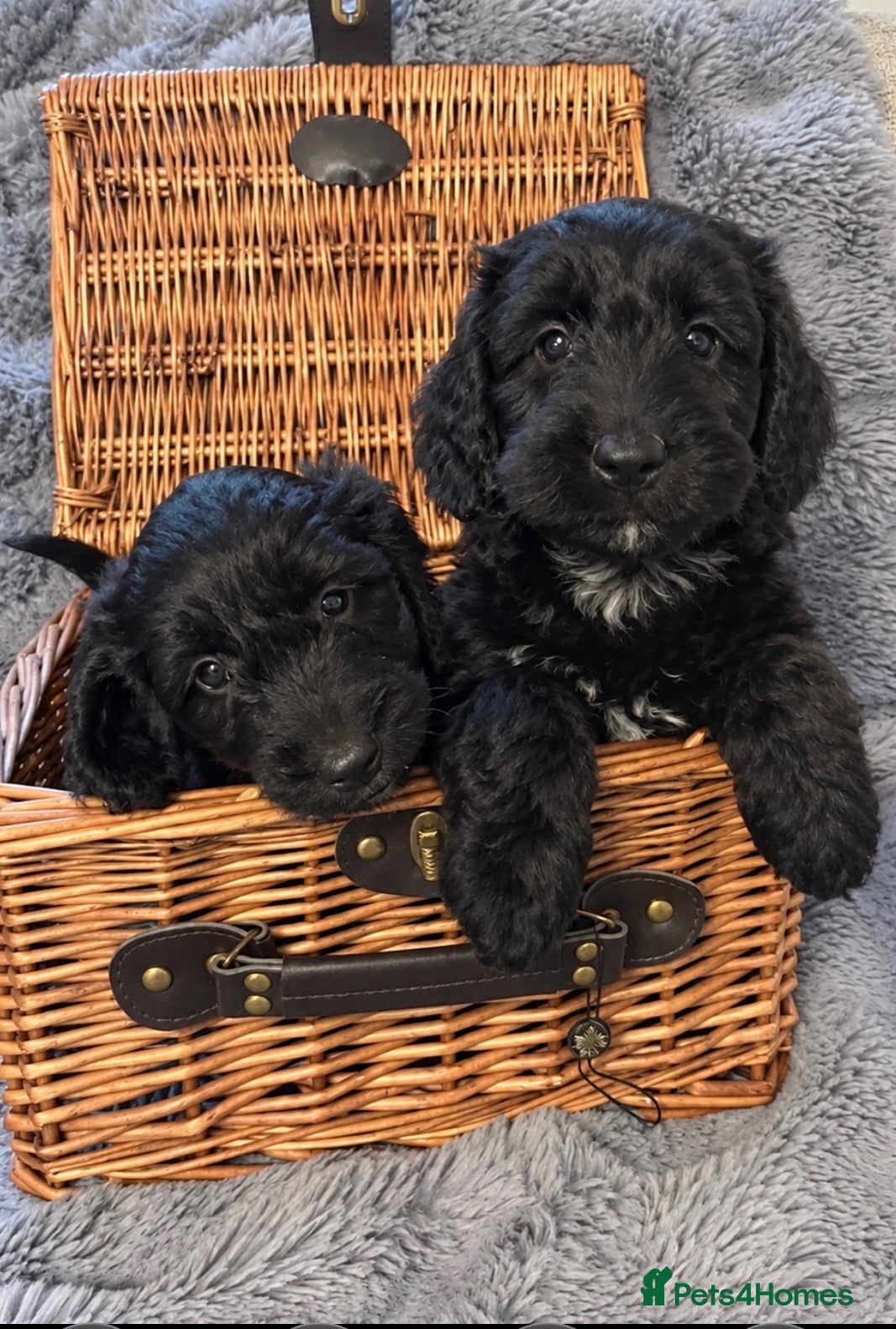 Cockapoo dogs for sale: READY TO GO! Beautiful F1 Cockapoo puppies.   - Advert 1