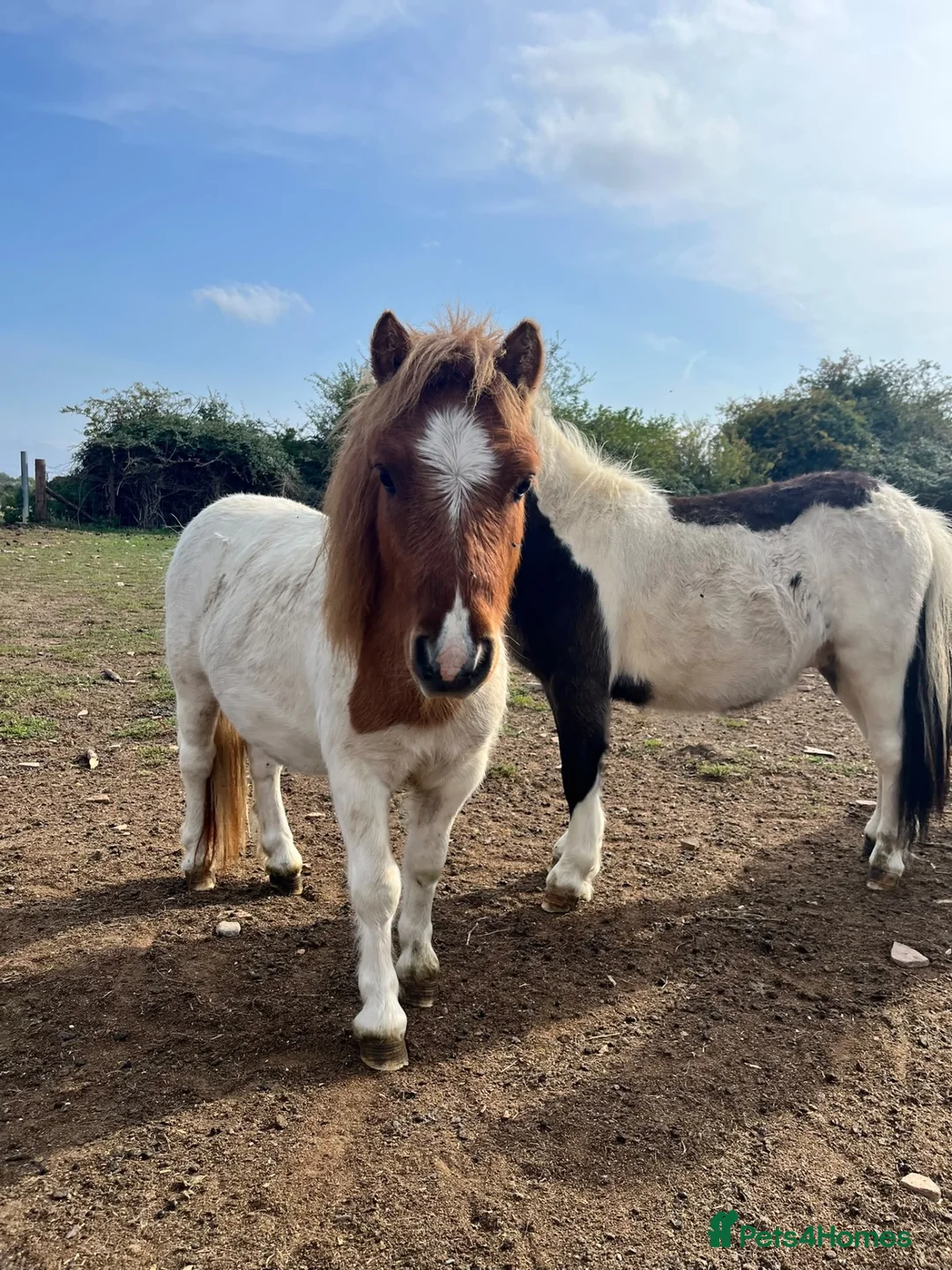 Shetland pony horses for sale: Gorgeous little Shetland colt - Advert 3