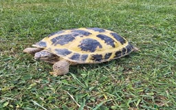 Tortoise reptiles for sale: Tortoise Hermann  - Image 3