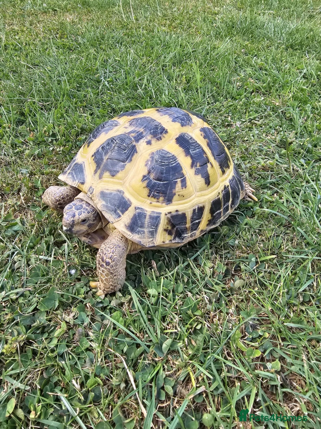 Tortoise reptiles for sale: Tortoise Hermann  - Image 3