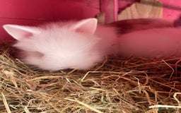 Lionhead rabbits for sale: 2 male left. 6 females  - Image 17
