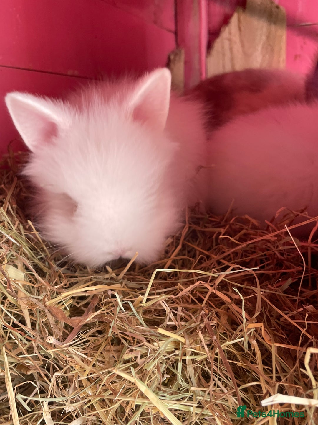 Lionhead rabbits for sale: 2 male left. 6 females  - Image 17