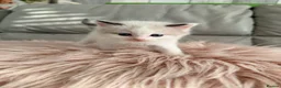 Ragdoll cats for sale: Seal bicolour & seal point  ragdolls  - Advert 8