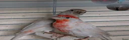 Finches birds for sale: Pair of red opal Mexican house finches  - Advert 6