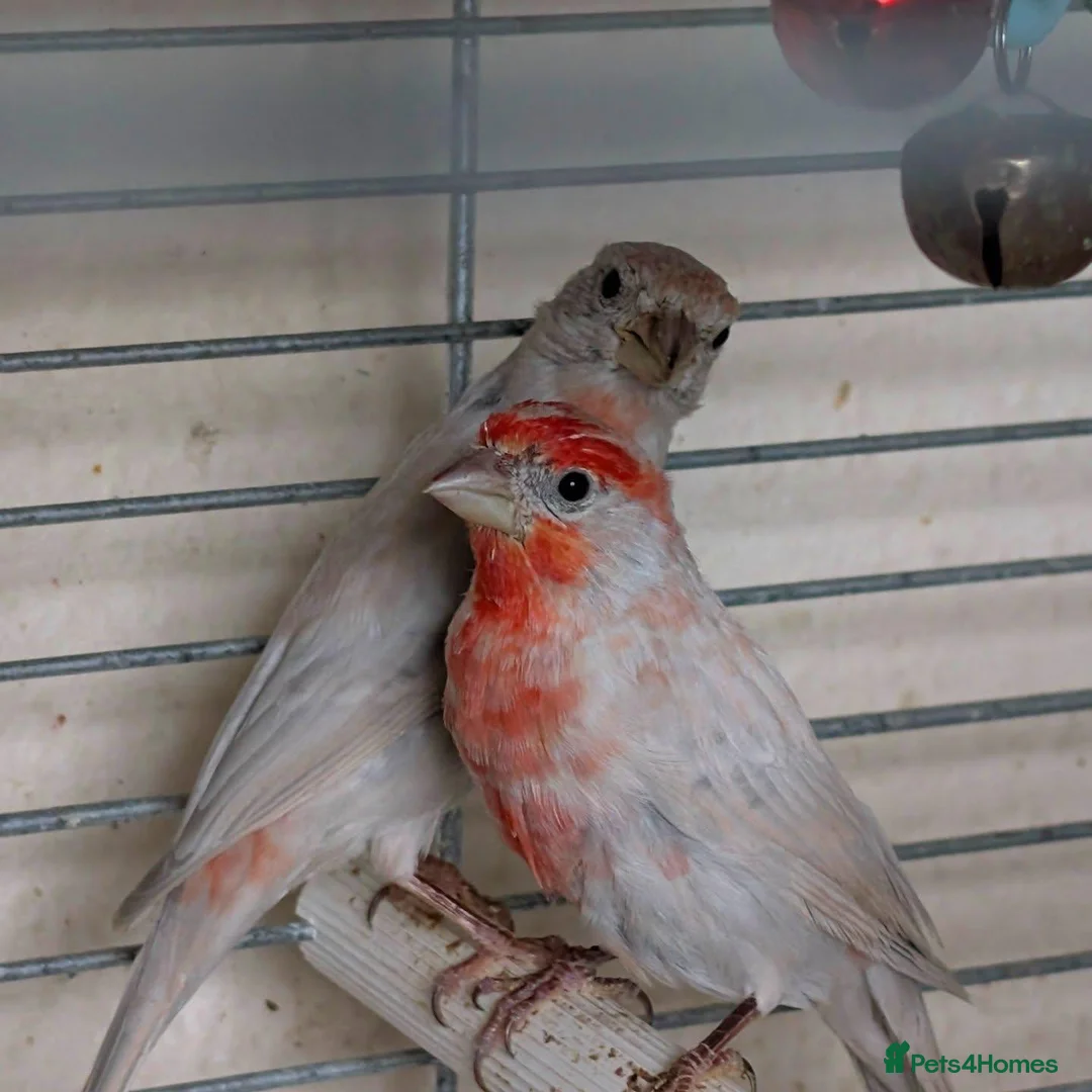 Finches birds for sale: Pair of red opal Mexican house finches  - Advert 6