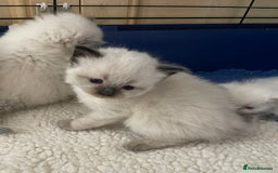 Ragdoll cats for sale: Beautiful Ragdoll kittens - Image 7