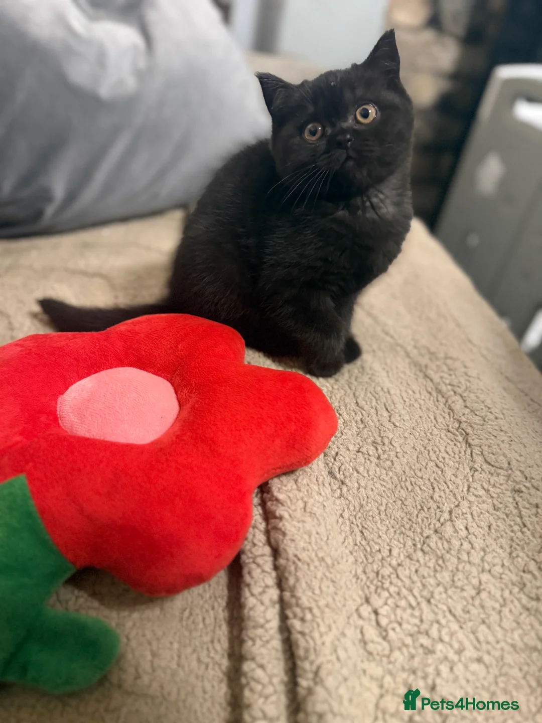 British Shorthair cats for sale: Ready to leave *** black female bsh *** - Advert 11