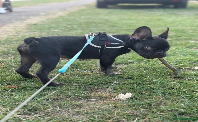 French Bulldog dogs - Advert 18