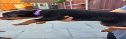Rottweiler dogs for sale: Fazal  - Advert 10