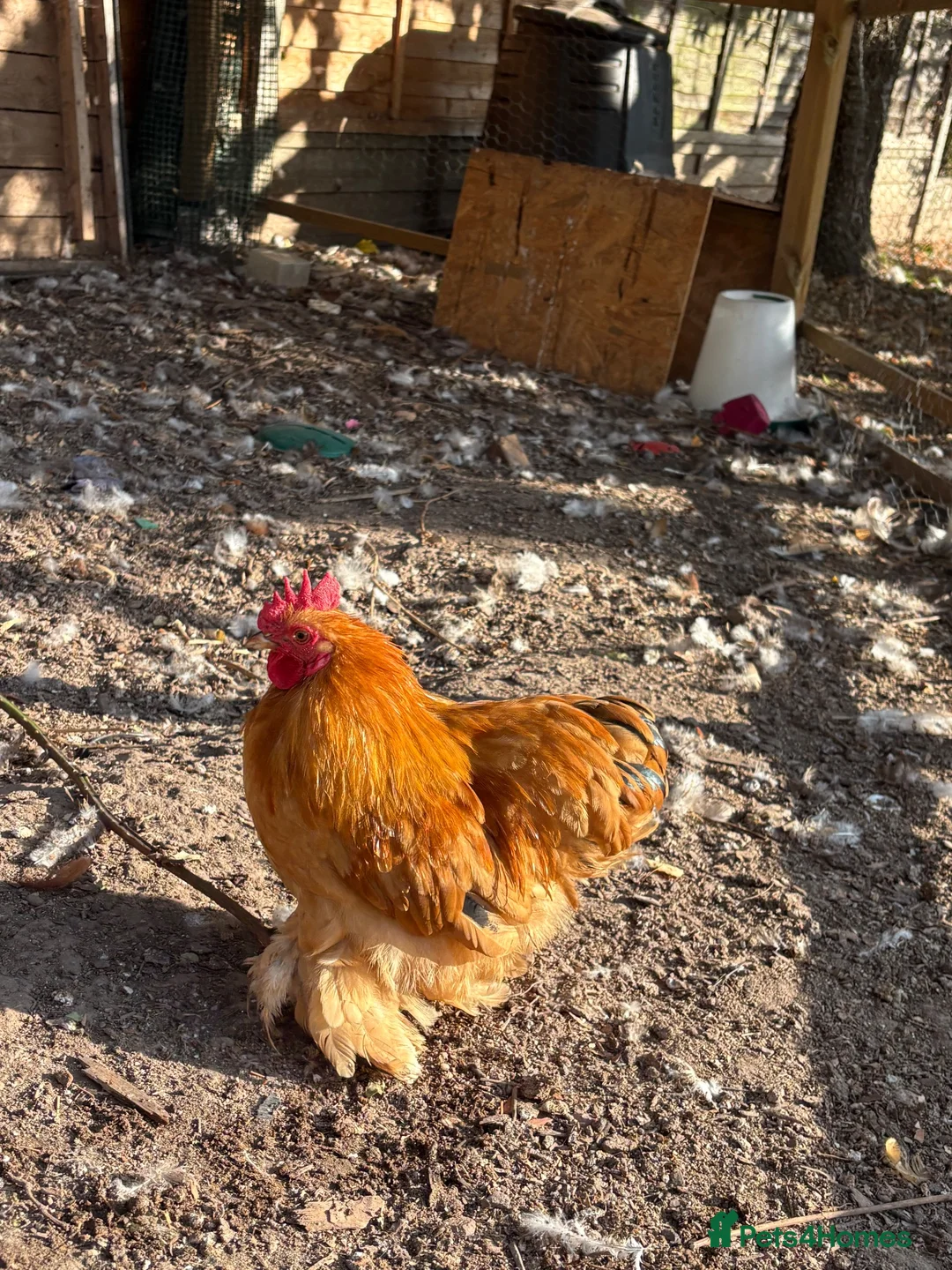 Chickens poultry for sale: Beautiful Amber Pekin Bantam Rooster - Advert 3