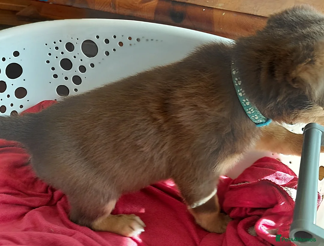 Mixed Breed dogs for sale: 8 beautiful kelpie x collie puppies - Advert 18