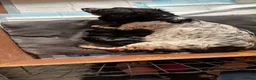 Sprocker dogs for sale: Beautiful Sprocker spaniels - 3/4 cocker  - Advert 2