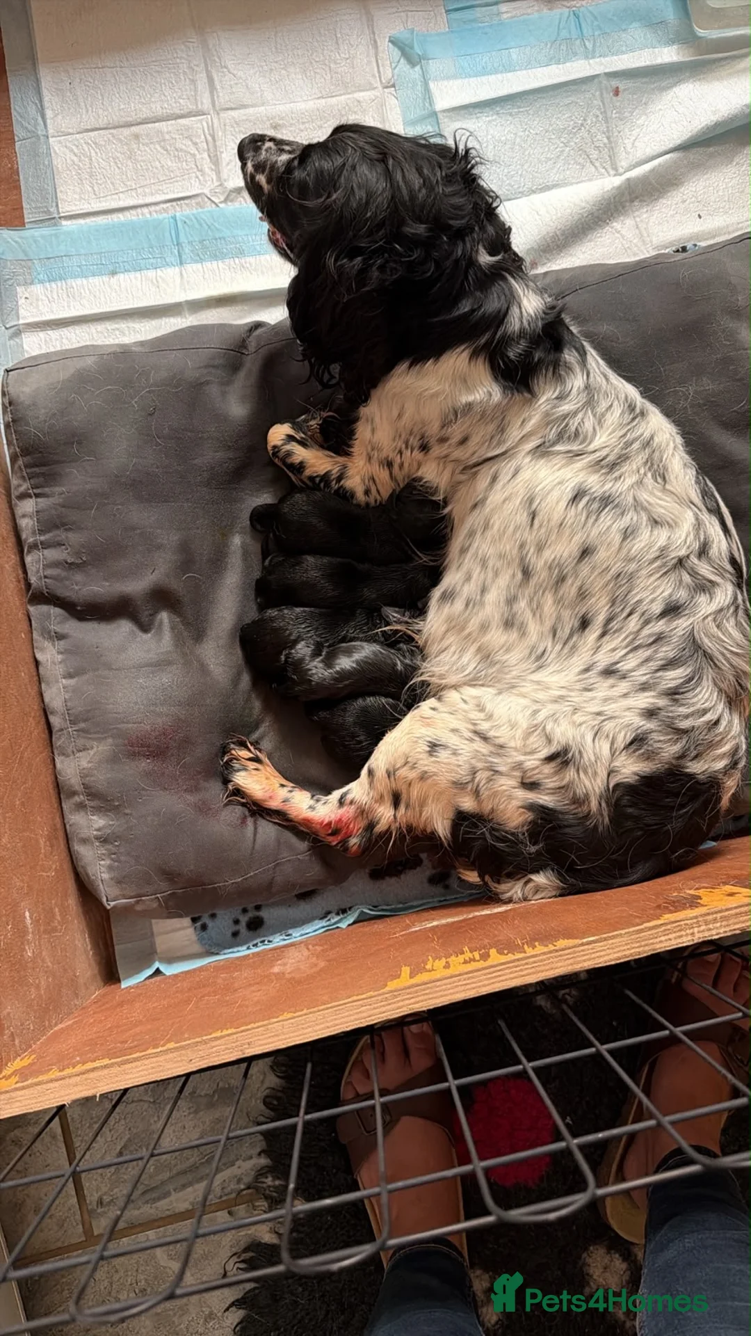 Sprocker dogs for sale: Beautiful Sprocker spaniels - 3/4 cocker  - Advert 2