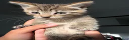 Mixed Breed cats for sale: 6 week old tabby kitten- Daisy - Advert 2