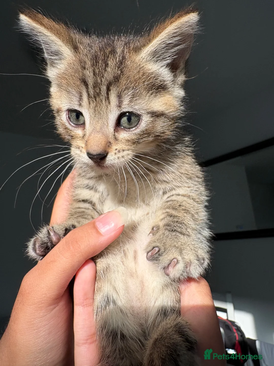 Mixed Breed cats for sale: 6 week old tabby kitten- Daisy - Advert 2