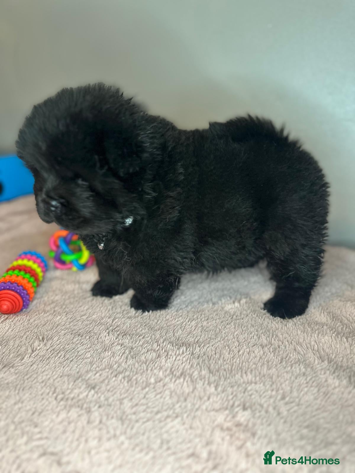 Chow Chow dogs  🌟 READY TO LEAVE NOW 🌟 CHOW PUPS - Advert 16