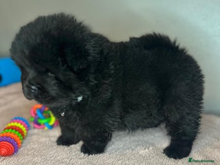 Chow Chow dogs 🌟 READY TO LEAVE NOW 🌟 CHOW PUPS - Advert 16