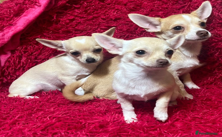 Chihuahua dogs - Advert 14