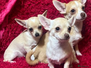 Chihuahua dogs 3 small chihuahua puppies - Advert 8