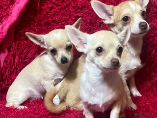 Chihuahua dogs 3 small chihuahua puppies - Advert 8