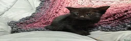 Mixed Breed cats for sale: Wonderful blue-eyed little ones. - Advert 6