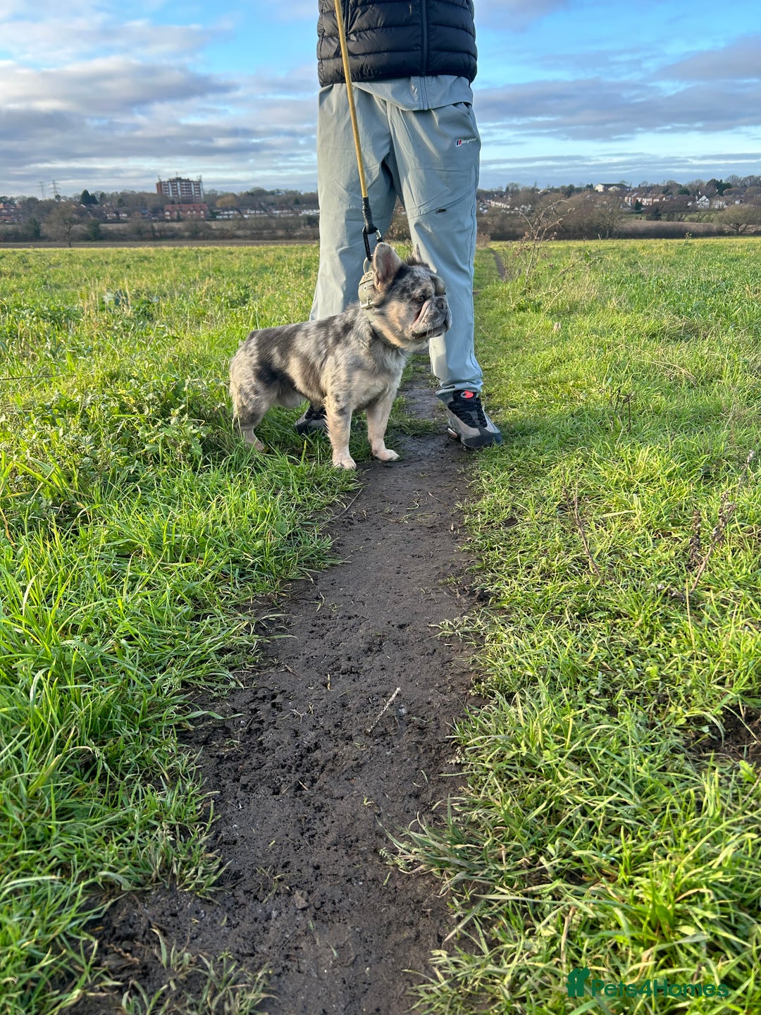 French Bulldog dogs for stud: Visual fluffy French bulldog stud - Advert 2