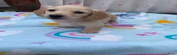 Miniature Dachshund dogs for sale: Longhair cream mini dachshund puppys - Advert 17