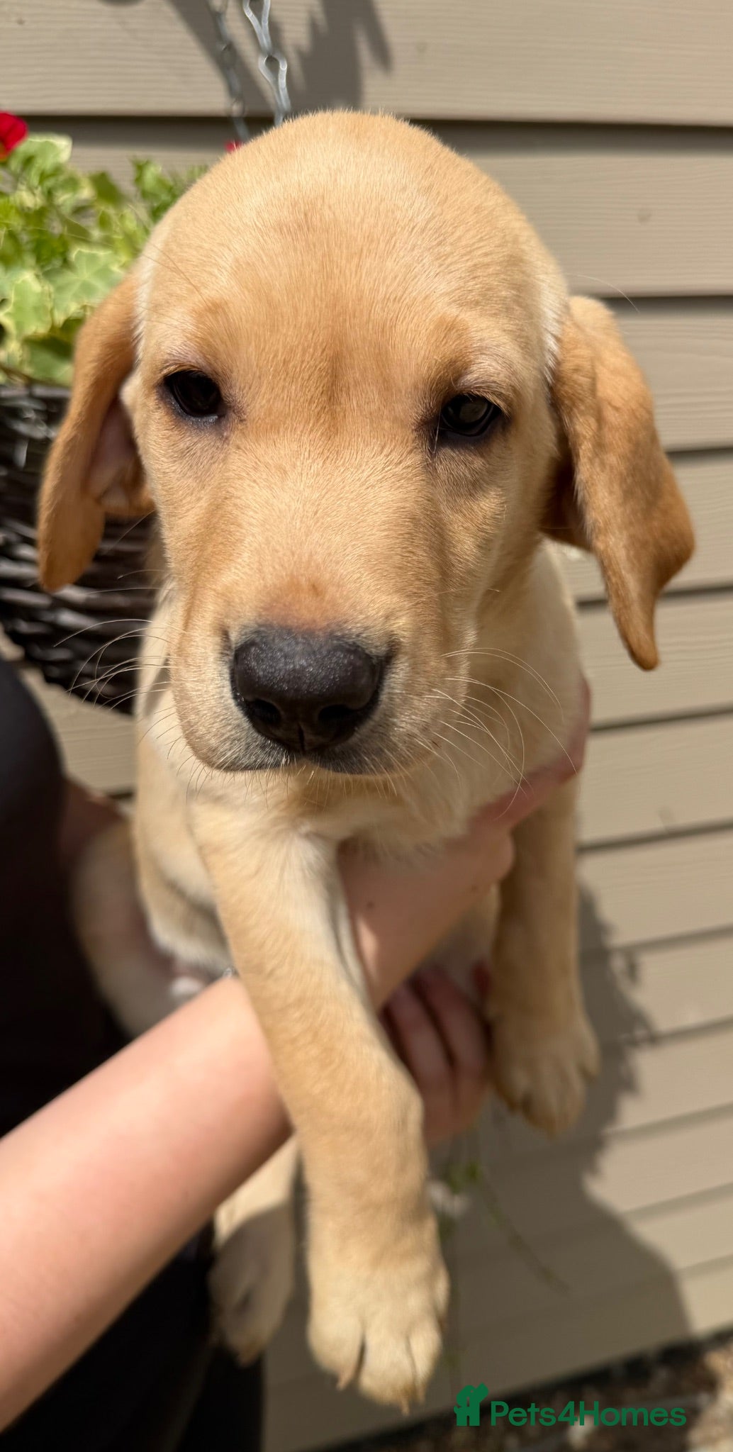 Labrador Retriever dogs KC Reg Labradors from Fully Health tested parents - Advert 1