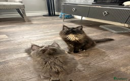 Maine Coon cats for sale:  Maine Coon Kittens Looking for Loving Homes 🐾 - Advert 5