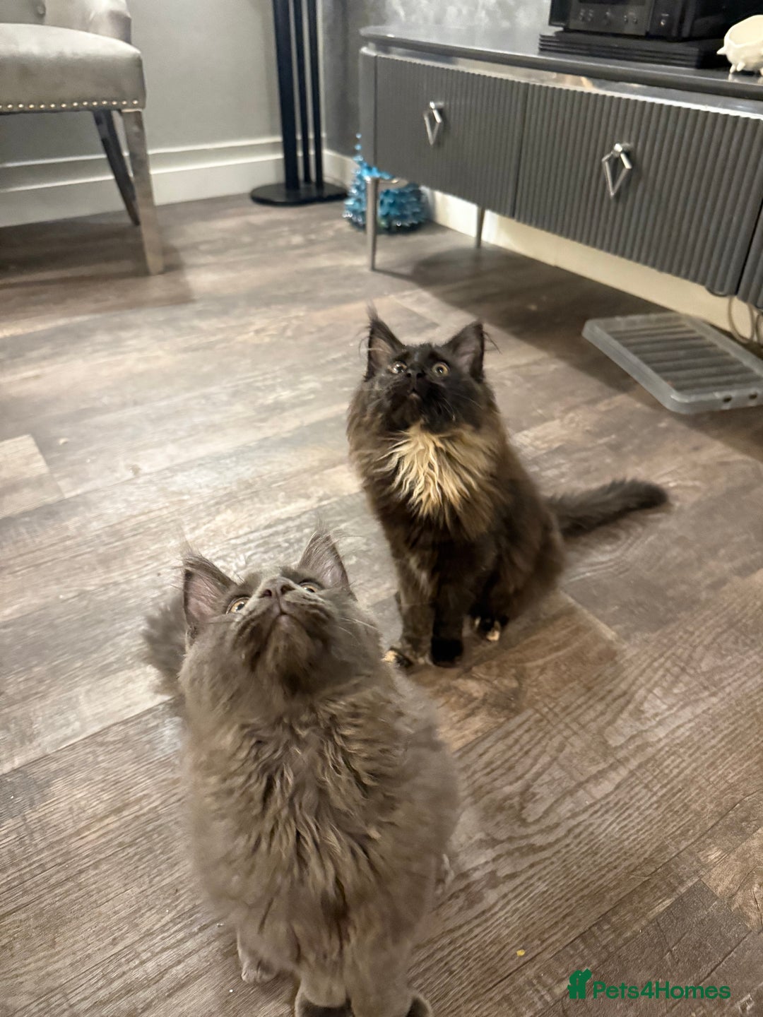 Maine Coon cats for sale:  Maine Coon Kittens Looking for Loving Homes 🐾 - Advert 5