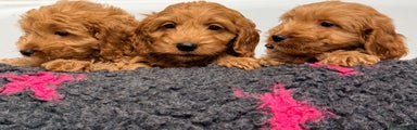 Cockapoo Puppy 2