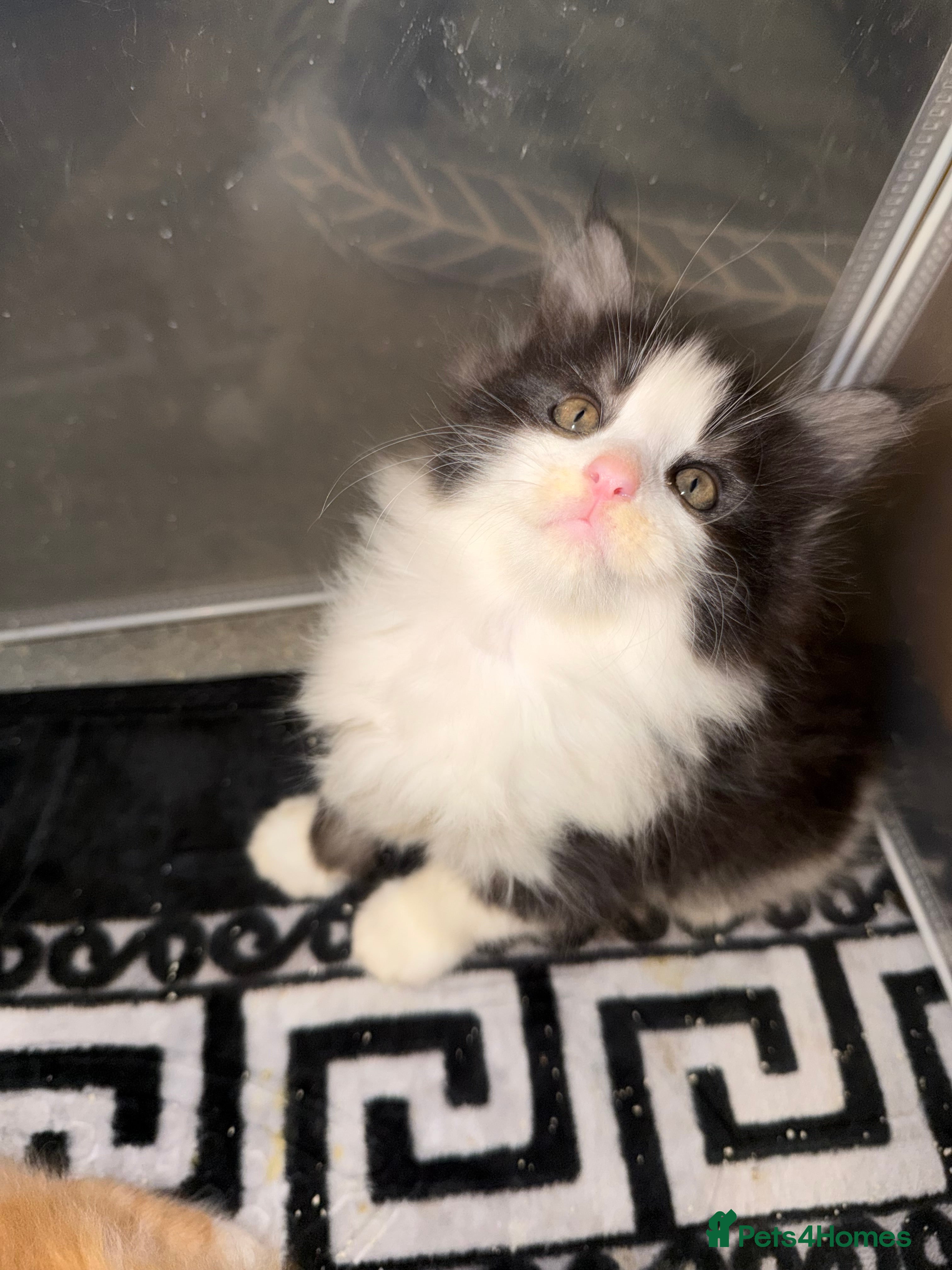 Maine Coon cats Stunning Hugh cubs only one left  - Advert 6