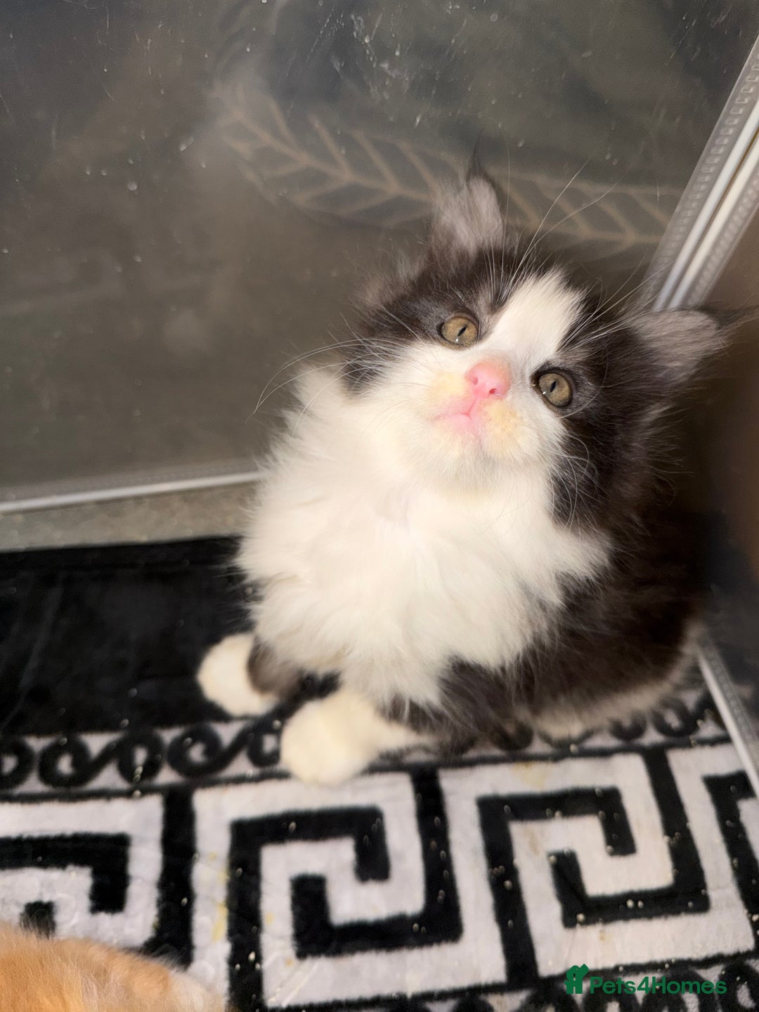 Maine Coon cats for sale: Mainecoon boy xx large  - Advert 1