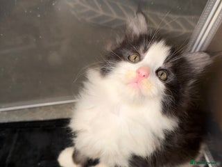 Maine Coon cats Stunning Hugh cubs only one left - Advert 5