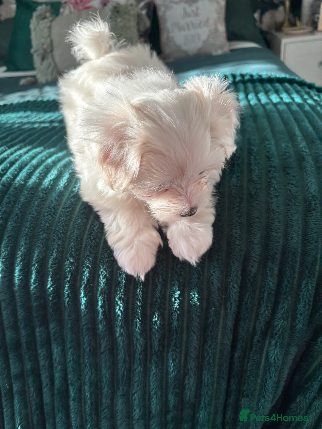 Maltese dogs for sale: Maltese babies - Advert 6