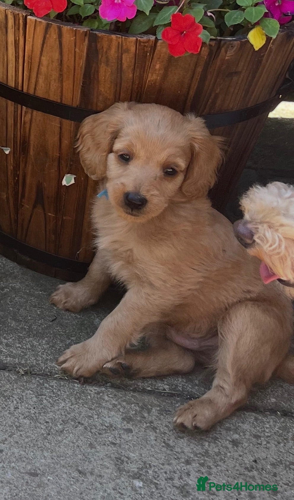 Cavapoo dogs Beautiful Cavapoo pup 🐶  - Advert 13