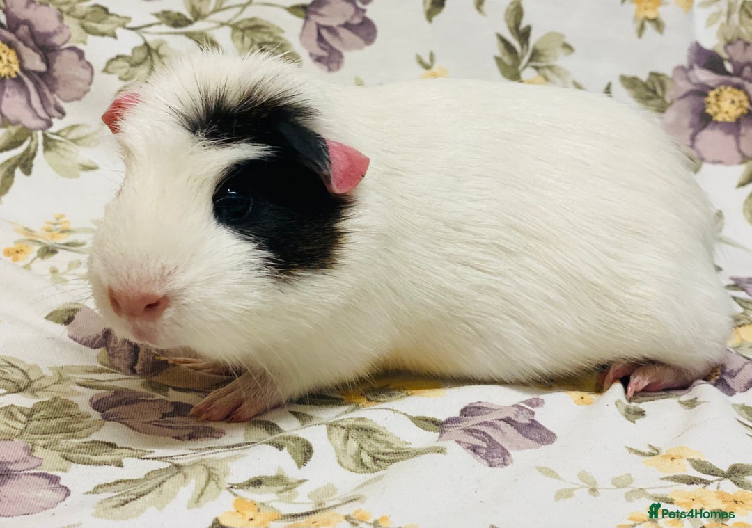 Guinea Pig rodents for sale: Beautiful mix of baby male Guineapigs  - Advert 12
