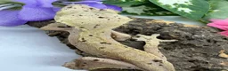 Gecko reptiles for sale: Crested gecko collection for sale  - Advert 16